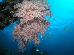 "On the Vine" Large hanging soft coral on the USAT Libert... by Damien Preston 